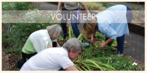 Volunteer at the gardens!